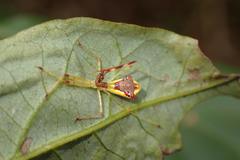 Epidaus famulus