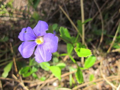 Scaevola calliptera
