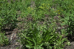 Nonea intermedia