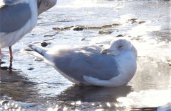 Larus glaucoides