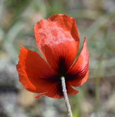 Papaver laevigatum