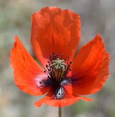Papaver laevigatum