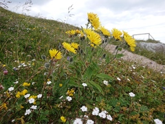 Heliosperma alpestre