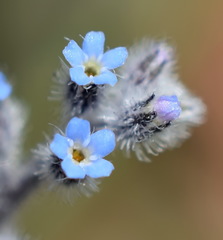Myosotis refracta