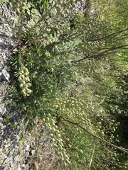 Alyssoides utriculata