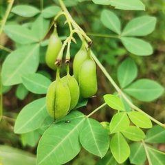 Crotalaria natalensis