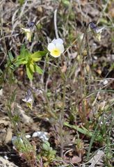 Viola hymettia