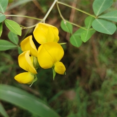 Crotalaria natalensis
