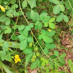 Crotalaria natalensis