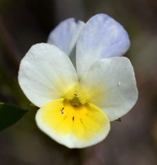 Viola hymettia