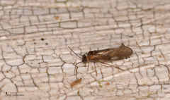 Elipsocus
