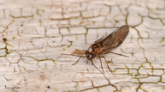 Elipsocus
