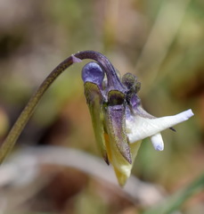 Viola hymettia