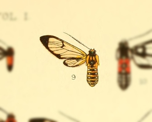 Autochloris scita
