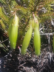 Erica viridiflora viridiflora