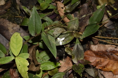 Angiospermae