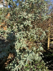 Buddleja davidii