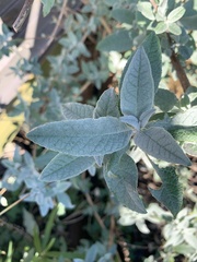 Buddleja davidii