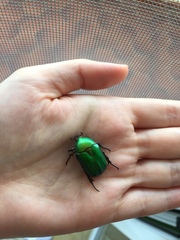 Protaetia cuprea cuprea