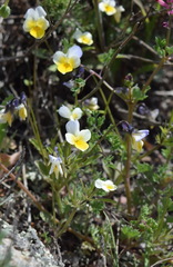Viola hymettia