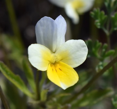 Viola hymettia