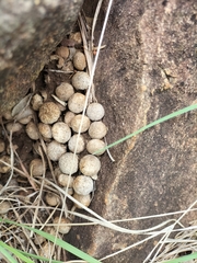 Pronolagus randensis