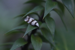 Chezala brachypepla