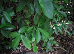 Angiospermae