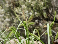 Carex polysticha