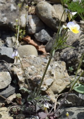 Viola hymettia