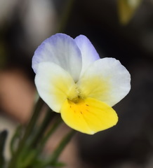 Viola hymettia