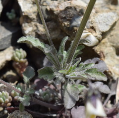 Viola hymettia