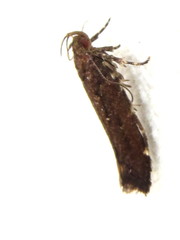 Macrobathra nephelomorpha