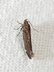 Macrobathra nephelomorpha