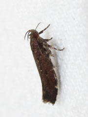 Macrobathra nephelomorpha