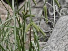 Carex polysticha