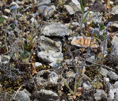 Myosotis refracta