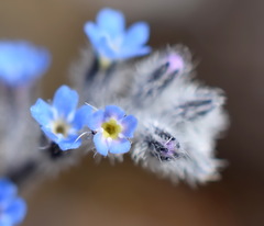 Myosotis refracta