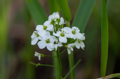 Cardamine dentata
