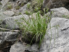 Carex polysticha