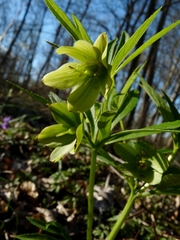 Helleborus dumetorum