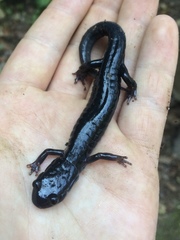 Plethodon meridianus