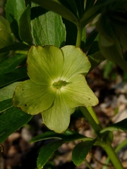 Helleborus dumetorum