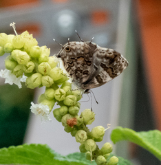Aubergina vanessoides