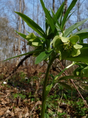 Helleborus dumetorum