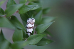 Chezala brachypepla