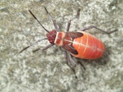 Leptocoris mitellatus