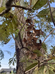 Terminalia glaucifolia
