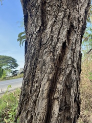 Terminalia glaucifolia