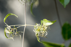 Clematis formosana
